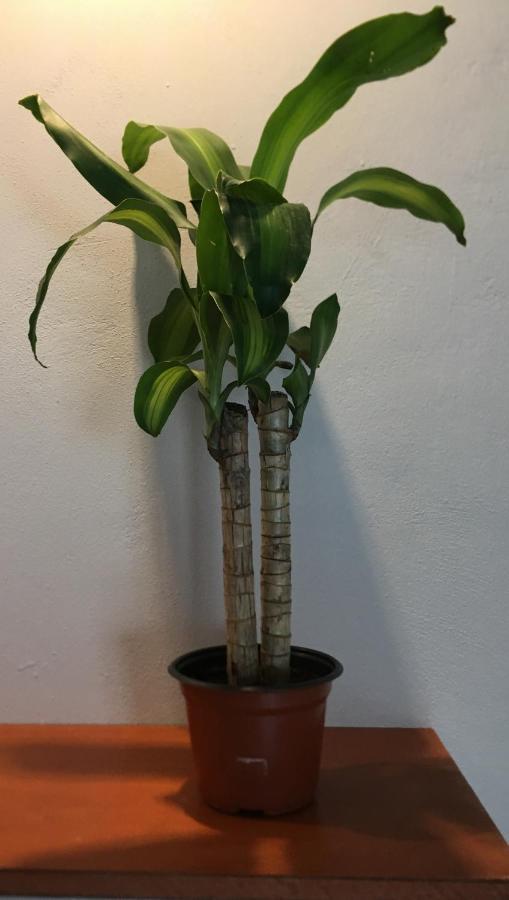 Green Lofts Cancun Ngoại thất bức ảnh
